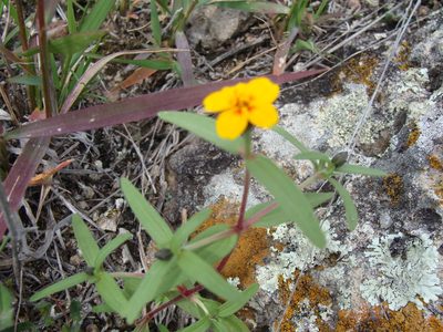 Zinnia bicolor, photographed by Alexis López Hernández