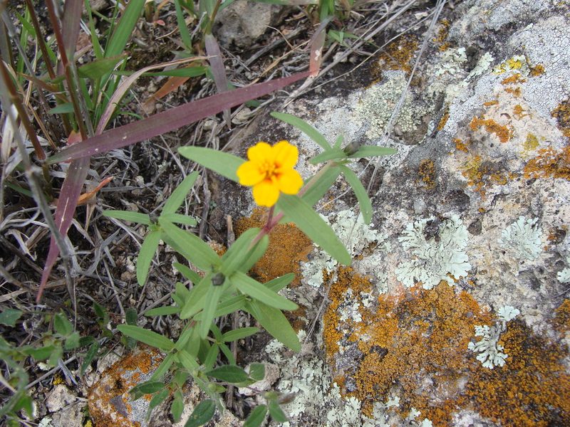 Zinnia bicolor, photographed by Alexis López Hernández
