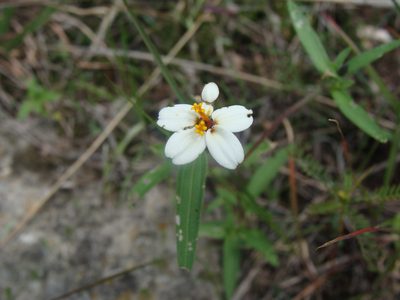 Zinnia bicolor, photographed by Alexis López Hernández