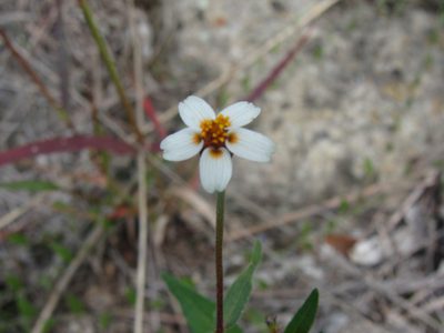 Zinnia bicolor, photographed by Alexis López Hernández