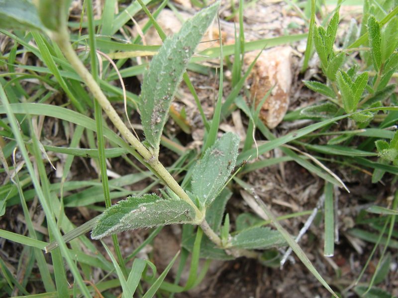 Lasianthaea aurea, photographed by Alexis López Hernández