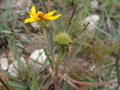 Lasianthaea aurea, photographed by Alexis López Hernández