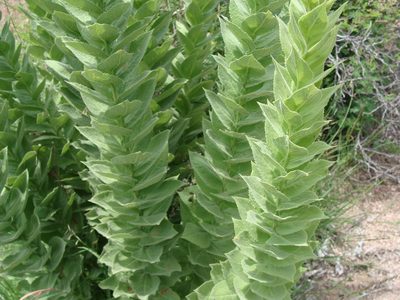 Acourtia moschata