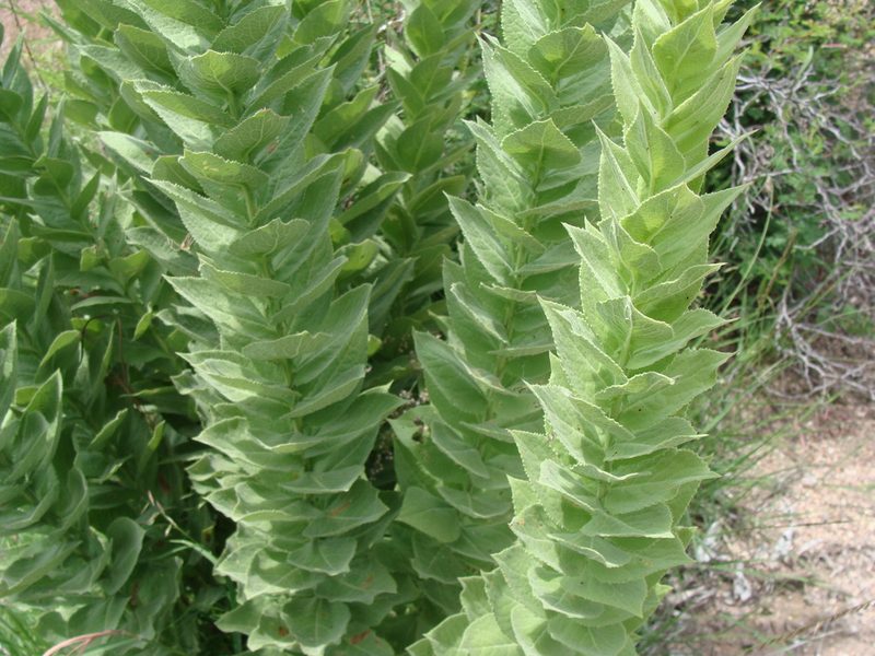 Acourtia moschata, photographed by Alexis López Hernández