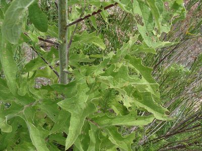Roldana heracleifolia, photographed by Alexis López Hernández
