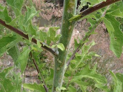 Roldana heracleifolia, photographed by Alexis López Hernández
