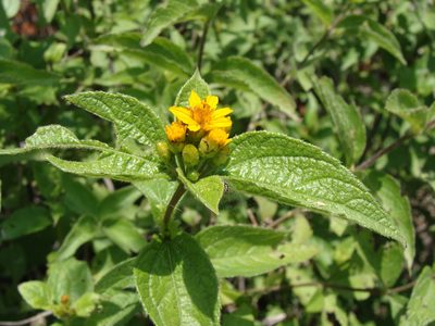 Lasianthaea ceanothifolia, photographed by Alexis López Hernández