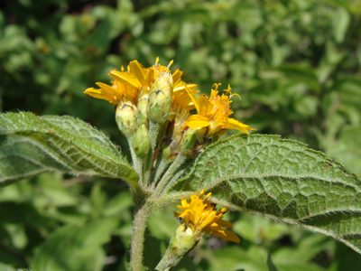 Lasianthaea ceanothifolia, photographed by Alexis López Hernández