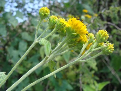 Verbesina serrata, photographed by Alexis López Hernández