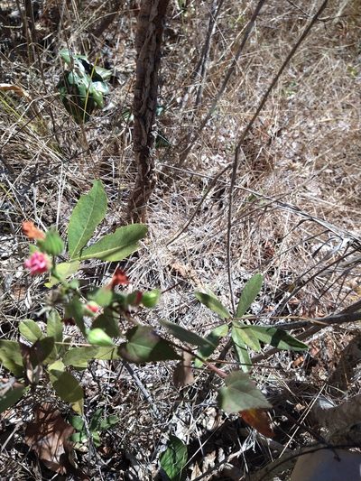 Pavonia rosa-campestris, photographed by Leonardo Bergamini
