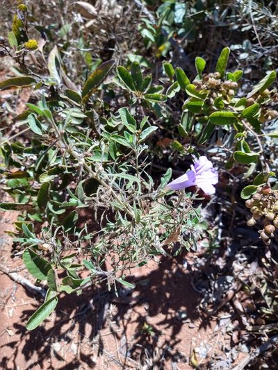 Ruellia incomta, photographed by Leonardo Bergamini