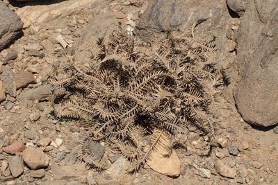 Aeluropus lagopoides, photographed by dhfischer