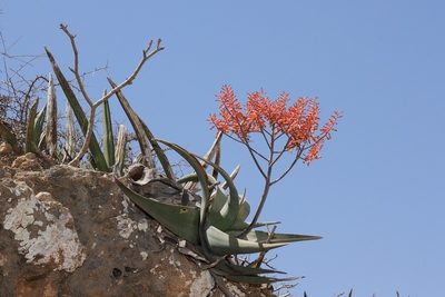 Aloe praetermissa, photographed by dhfischer