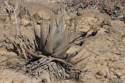 Aloe dhufarensis, photographed by dhfischer