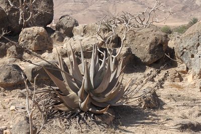 Aloe dhufarensis, photographed by dhfischer