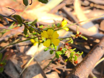 Hibbertia empetrifolia, photographed by Kiri Bee