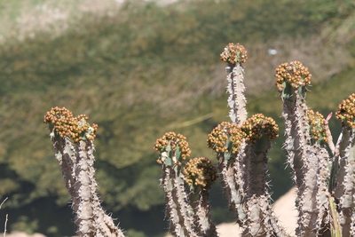 Euphorbia momccoyae, photographed by dhfischer