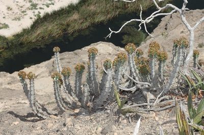 Euphorbia momccoyae, photographed by dhfischer