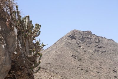 Euphorbia momccoyae, photographed by dhfischer