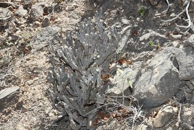 Desmidorchis arabica, photographed by dhfischer