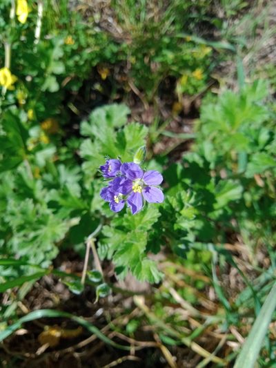 Erodium crinitum, photographed by Nina Kerr
