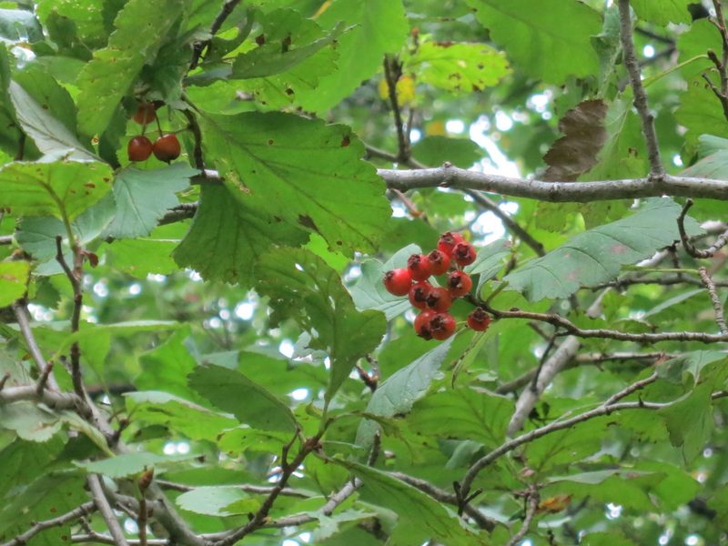 Crataegus maximowiczii, photographed by Repina Tatyana