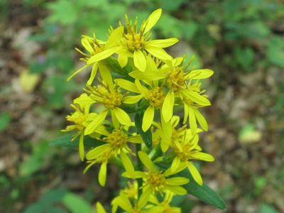 Solidago decurrens, photographed by Repina Tatyana