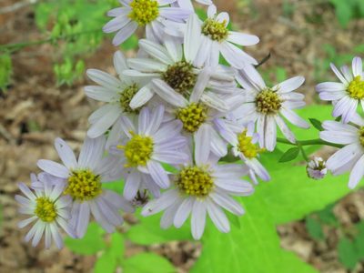 Aster ageratoides, photographed by Repina Tatyana
