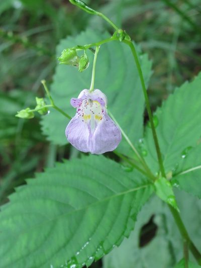 Impatiens furcillata, photographed by Repina Tatyana