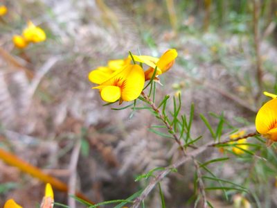 Pultenaea mollis, photographed by Kiri Bee