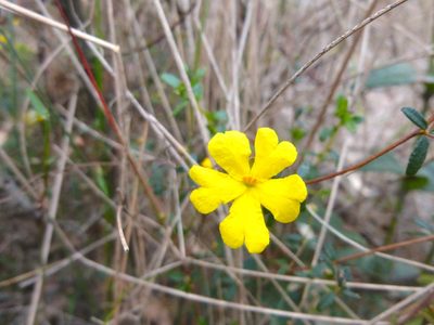 Hibbertia empetrifolia, photographed by Kiri Bee