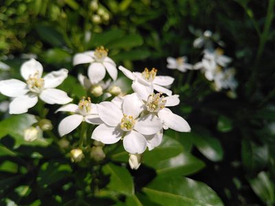 Choisya ternata, photographed by Yves Bas