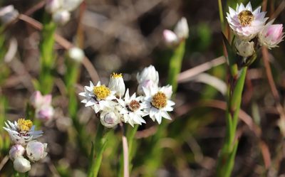 Achyranthemum striatum, photographed by Dave Brown
