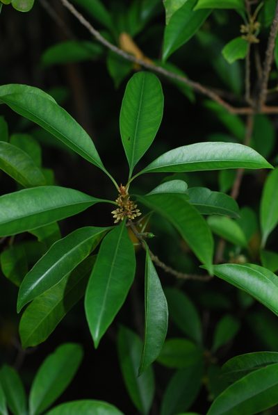 Sideroxylon wightianum, photographed by Quentin Groom