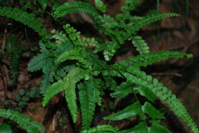 Lindsaea orbiculata, photographed by Quentin Groom