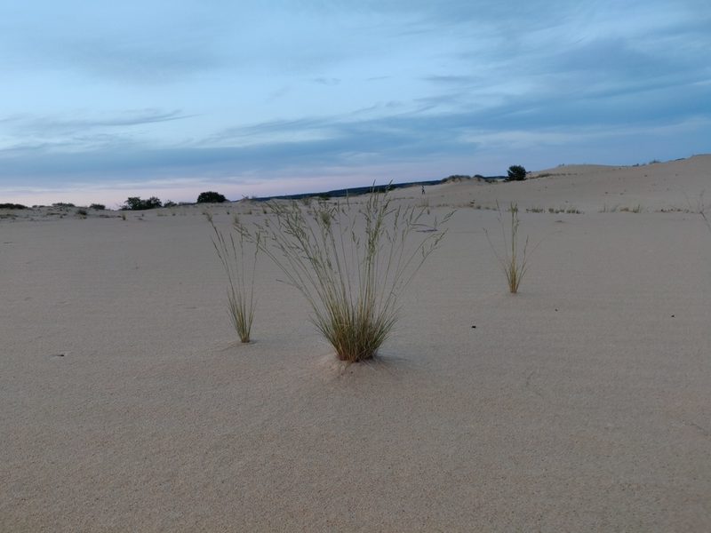 Festuca beckeri, photographed by Tatiana Gavrilova