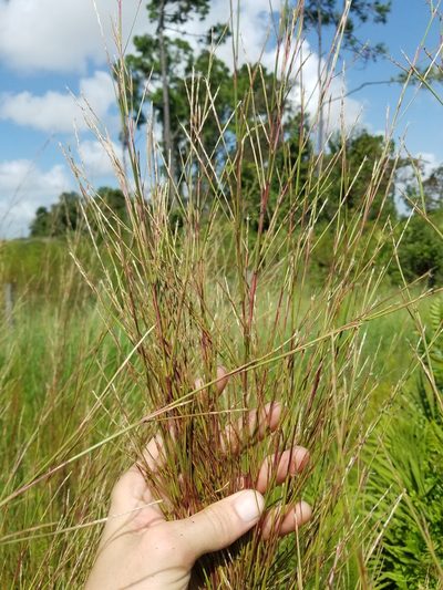 Andropogon stolonifer, photographed by Scott Ward