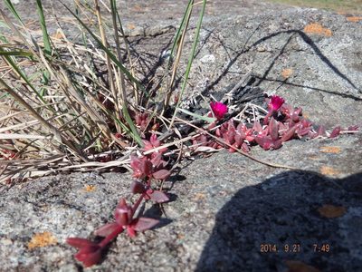 Delosperma vinaceum, photographed by Martyn Drabik-Hamshare