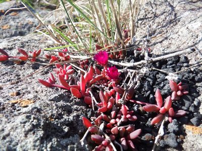 Delosperma vinaceum, photographed by Martyn Drabik-Hamshare