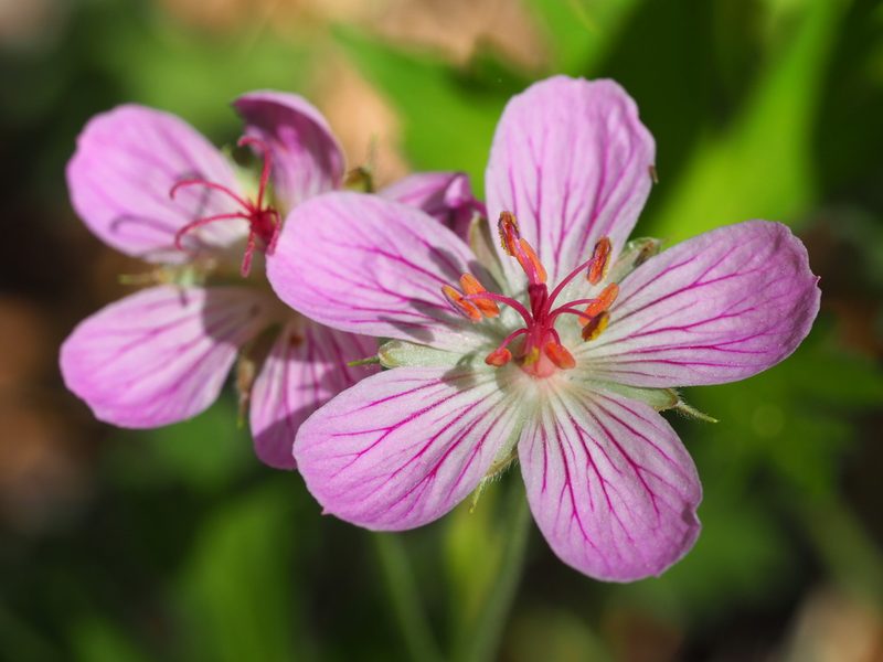 Geranium californicum, photographed by Nina House