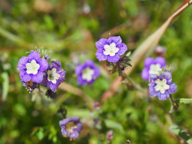 Phacelia orogenes, photographed by Nina House
