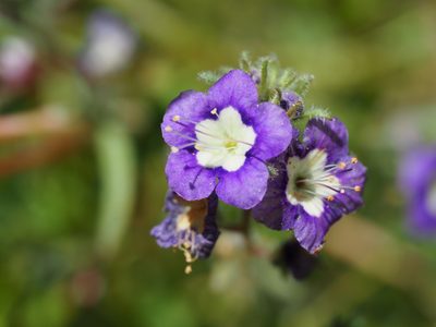 Phacelia orogenes, photographed by Nina House