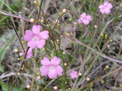 Agalinis decemloba, photographed by Tom Field
