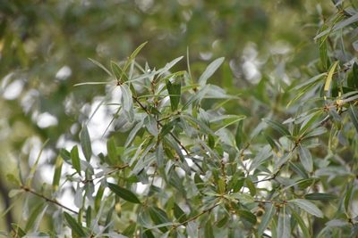 Quercus laurifolia, photographed by Mike Ostrowski