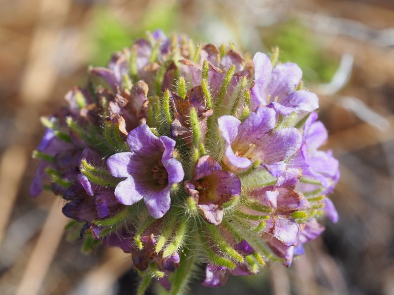 Nama rothrockii, photographed by Nina House