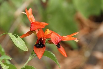 Ruttya fruticosa, photographed by dhfischer