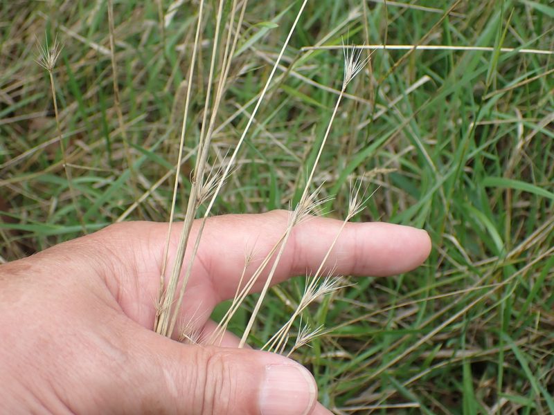 Hordeum secalinum, photographed by Robert H. Wardell