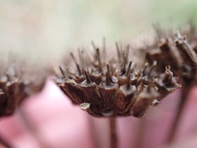 Oenanthe pimpinelloides, photographed by Robert H. Wardell