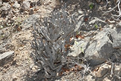 Desmidorchis arabica, photographed by dhfischer