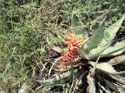 Dichromanthus cinnabarinus, photographed by Leticia Jiménez Hernández